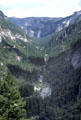 Forested canyon of Yosemite National Park. CA.
