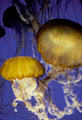 Brightly colored jellyfish in Monterey Bay Aquarium. Monterey, CA