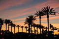 Sunset over Long Beach palm trees. Long Beach, CA