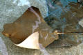 Stingray flying through water at Aquarium of the Pacific. Long Beach, CA.