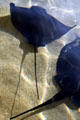 Stingray at Aquarium of the Pacific. Long Beach, CA.