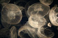 Moon jellyfish at Aquarium of the Pacific. Long Beach, CA.