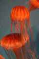North Pacific sea nettle at Aquarium of the Pacific. Long Beach, CA.