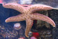 Starfish at Aquarium of the Pacific. Long Beach, CA.