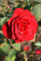 Red rose in Exposition Park garden. Los Angeles, CA