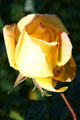 Yellow rose in Exposition Park garden. Los Angeles, CA.