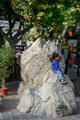 Rustic boulder beneath gingko tree at Japanese Village Plaza. Los Angeles, CA.