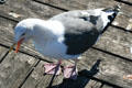Western Gull. San Pedro, CA.