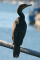 Double-crested Cormorant. San Pedro, CA.