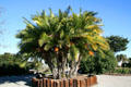 Date palms at South Coast Botanic Garden. Palos Verdes Peninsula, CA