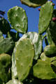 Cactus in Los Rios Street Historic District. Capistrano, CA.