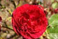 Red rose at Henry E. Huntington Gardens. San Marino, CA.