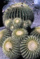 Barrel cactus at Henry E. Huntington Gardens. San Marino, CA.