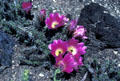 Ground cactus with purple & yellow flowers at Henry E. Huntington Gardens. San Marino, CA.