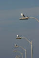 Gulls on lamp posts in Ocean Beach. San Diego, CA.