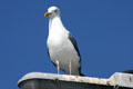 Western Gull. San Diego, CA.