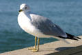 Ring-billed Gull. San Diego, CA.
