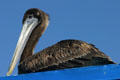 Young Brown Pelican. San Diego, CA.