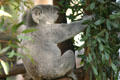 Koala gripping tree at Balboa Park Zoo. San Diego, CA.