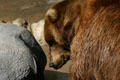 Brown Bear at Balboa Park Zoo. San Diego, CA.