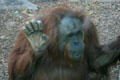 Orangutan at Balboa Park Zoo. San Diego, CA.