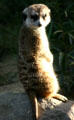 Meercat at Balboa Park Zoo. San Diego, CA.