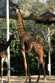 Giraffe at Balboa Park Zoo. San Diego, CA.