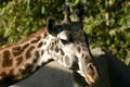 Giraffe face at Balboa Park Zoo. San Diego, CA.