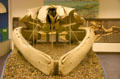 Fin whale skeleton at San Diego Museum of Natural History. CA.