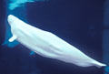 White Beluga Whale angles upward at Sea World Park. San Diego, CA.