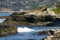 Pelican sits on rocky coast at La Jolla Cove. La Jolla, CA.