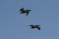 Pelicans in flight. La Jolla, CA.