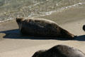 Lounging harbor seal. La Jolla, CA.