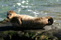 Young harbor seal. La Jolla, CA