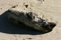 Harbor seals are earless & spotted. La Jolla, CA.