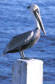 Brown Pelican on piling in San Diego Harbor. San Diego, CA.