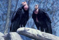Endangered California Condors being raised as a conservation measure at Wild Animal Park. San Diego, CA.