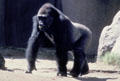 Silverback gorilla at Wild Animal Park. San Diego, CA.
