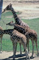 Recticulated giraffes at Wild Animal Park. San Diego, CA.
