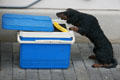 Lego wiener dog at Legoland California. Carlsbad, CA.