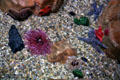 Echinoderms in Sea-Life aquarium at Legoland California. Carlsbad, CA.