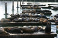 Sea lions lounge off Pier 39. San Francisco, CA.