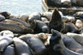 Sleeping sea lions at Pier 39. San Francisco, CA.