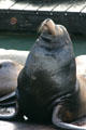 Male Sea lion basking at Pier 39. San Francisco, CA.