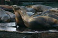 Sea lions snuggling at Pier 39. San Francisco, CA.