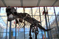 T-Rex skeleton at entrance of California Academy of Science. San Francisco, CA.