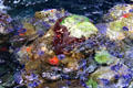 Colorful reef at California Academy of Science. San Francisco, CA.