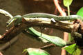 Flying snake <i>Chrysopelea paradisi</i> from Indonesia, Malaysia & Thailand at California Academy of Science. San Francisco, CA.