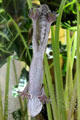 Giant leaf-tailed gecko <i>Uroplatus fimbriatus</i> from Madagascar at California Academy of Science. San Francisco, CA.