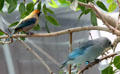 Burnished-buff tanager <i>Tangara cayana</i> & Blue-gray tanager <i>Thraupis episcopus</i> birds at California Academy of Science. San Francisco, CA.
